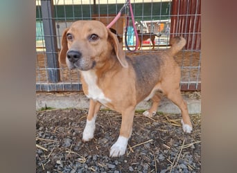 Vandor, Beagle-Mix, Rüde, geb.  am 01.06.2020, 44 cm, 14 kg