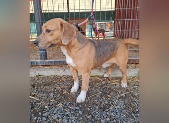 Vandor, Beagle-Mix, Rüde, geb.  am 01.06.2020, 44 cm, 14 kg