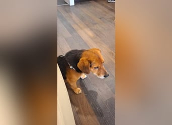 Rocky, Beagle-Mischling, Rüde, ca. 10 Jahre, ca. 40 cm