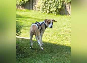 Cody, kleine Flitzpiepe ohne Durchblick