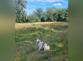 Cody, kleine Flitzpiepe ohne Durchblick
