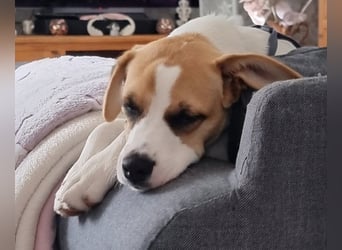 Cody, kleine Flitzpiepe ohne Durchblick