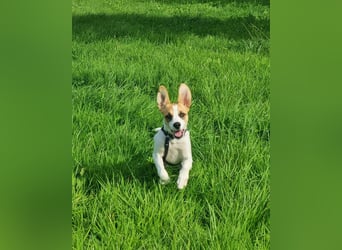 Cody, kleine Flitzpiepe ohne Durchblick