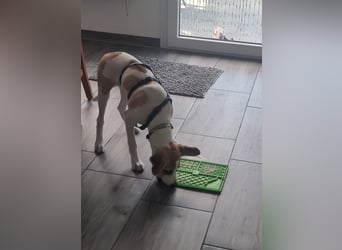 Cody, kleine Flitzpiepe ohne Durchblick