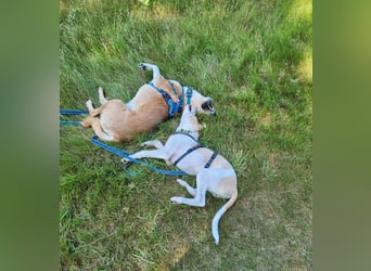 Cody, kleine Flitzpiepe ohne Durchblick