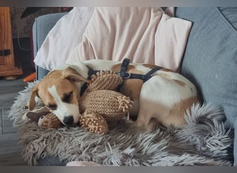 Cody, kleine Flitzpiepe ohne Durchblick