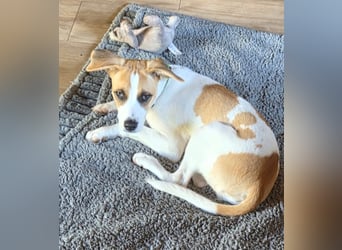 Cody, kleine Flitzpiepe ohne Durchblick