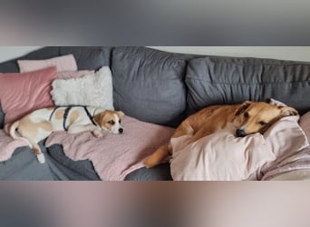 Cody, kleine Flitzpiepe ohne Durchblick