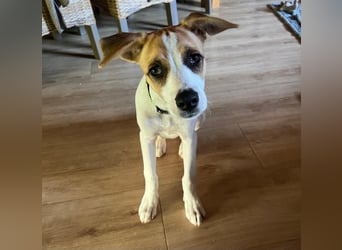 Cody, kleine Flitzpiepe ohne Durchblick