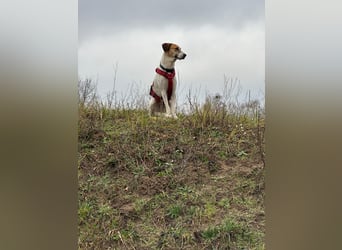 Donna - sportliche Familie gesucht