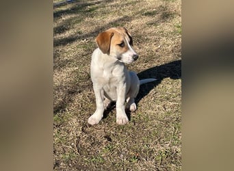 Donna - sportliche Familie gesucht