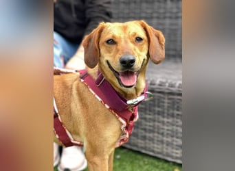 Noa (Spanien) – sanfte Schnüffelnase mit dem süßesten Lächeln