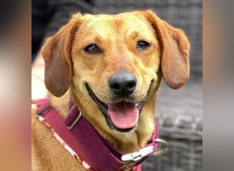 Noa (Spanien) – sanfte Schnüffelnase mit dem süßesten Lächeln