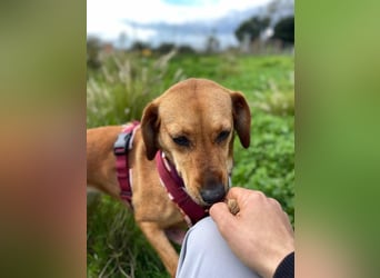 Noa (Spanien) – sanfte Schnüffelnase mit dem süßesten Lächeln