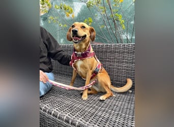 Noa (Spanien) – sanfte Schnüffelnase mit dem süßesten Lächeln