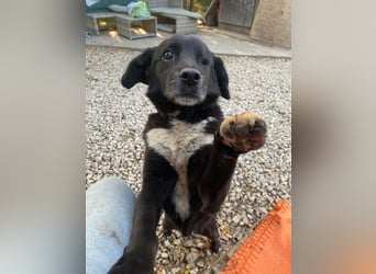 BOBBY ca. 11 J. Beagle-Labbimix-Rüde sucht Gnadenbrotplatz