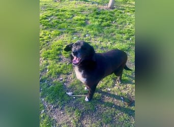 BOBBY ca. 11 J. Beagle-Labbimix-Rüde sucht Gnadenbrotplatz