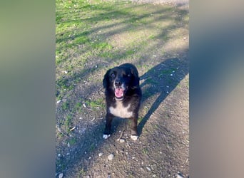 BOBBY ca. 11 J. Beagle-Labbimix-Rüde sucht Gnadenbrotplatz