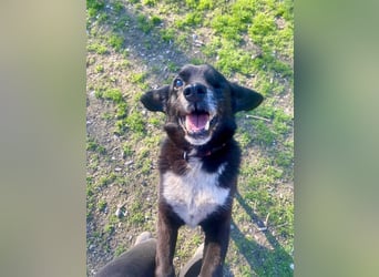 BOBBY ca. 11 J. Beagle-Labbimix-Rüde sucht Gnadenbrotplatz