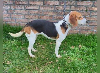 Zauberhafte Afon sucht Familienanschluss