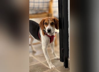 Zauberhafte Afon sucht Familienanschluss