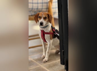 Zauberhafte Afon sucht Familienanschluss