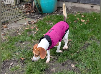 Zauberhafte Afon sucht Familienanschluss