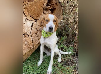 BEE sucht ein Zuhause