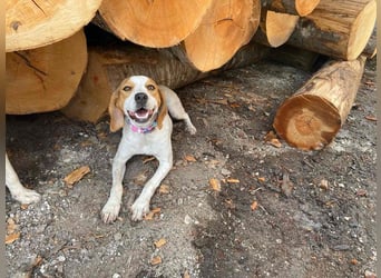 BEE sucht ein Zuhause