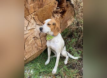 BEE sucht ein Zuhause