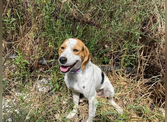 BEE sucht ein Zuhause