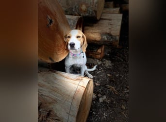 BEE sucht ein Zuhause