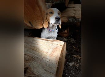 BEE sucht ein Zuhause