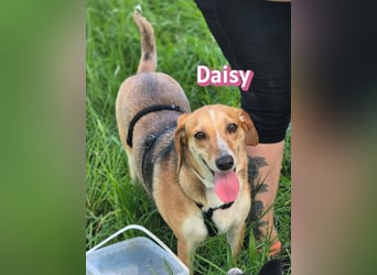 Daisy, 05/23 - Kuschelmaus wartet in 91413 Unternesselbach