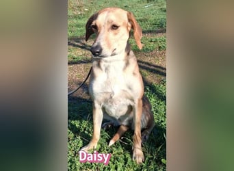 Daisy - treu und menschenbezogen