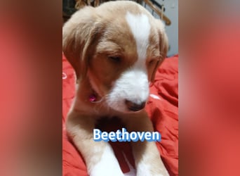 Beethoven - verschmust und neugierig