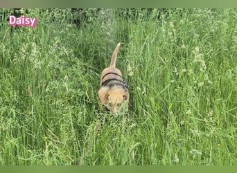 Daisy, 05/23 - Kuschelmaus wartet in 91413 Unternesselbach