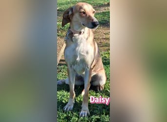 Daisy - treu und menschenbezogen
