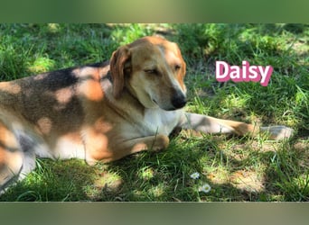 Daisy, 05/23 - Kuschelmaus wartet in 91413 Unternesselbach