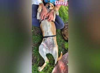 Daisy, 05/23 - Kuschelmaus wartet in 91413 Unternesselbach