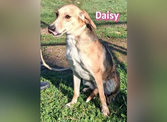 Daisy - treu und menschenbezogen