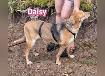 Daisy, 05/23 - Kuschelmaus wartet in 91413 Unternesselbach