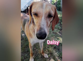 Daisy, 05/23 - Kuschelmaus wartet in 91413 Unternesselbach