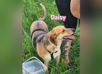 Daisy, 05/23 - Kuschelmaus wartet in 91413 Unternesselbach