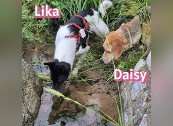 Daisy, 05/23 - Kuschelmaus wartet in 91413 Unternesselbach