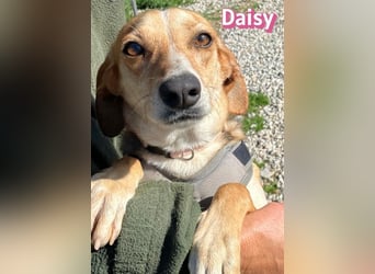 Daisy - treu und menschenbezogen