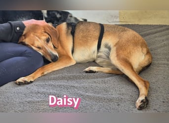Daisy, 05/23 - Kuschelmaus wartet in 91413 Unternesselbach