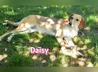 Daisy, 05/23 - Kuschelmaus wartet in 91413 Unternesselbach