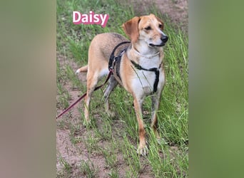 Daisy, 05/23 - Kuschelmaus wartet in 91413 Unternesselbach
