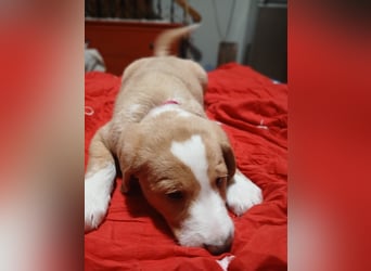 Beethoven - verschmust und neugierig